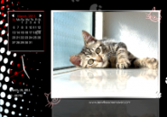 Cool Cats Screensaver