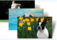 Dogs in summer themepack for windows 7