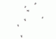 Flies Screensaver