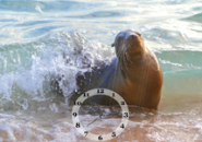 Sea Lion Screensaver