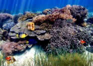 Underwater Aquarium Screensaver
