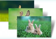 bunnies themepack for windows 7