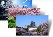 cherry blossom themepack for windows 7