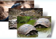 galapogas themepack for windows 7