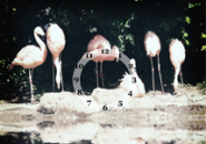 Flamingos Screensaver