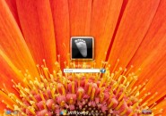 Orange Flower Logon Screen for Windows7