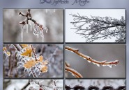ice storm