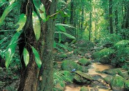 Living rainforest screensaver
