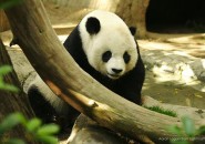 loveable panda