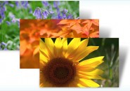 Flowers and foliage themepacks for windows 7