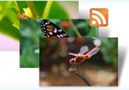 Insect themepack for windows 7