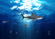 Sharks UnderWater Screensaver