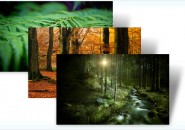 forest themepack for windows 7